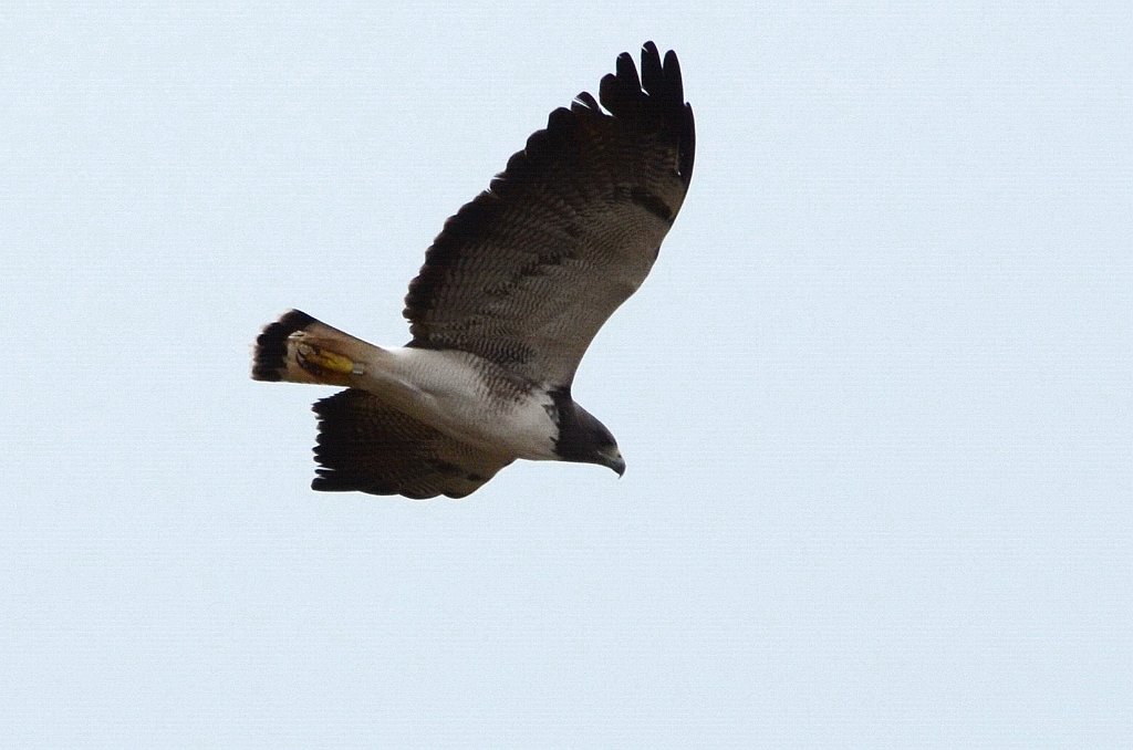 Hawk, White-tailed, 2013-01083906 Laguna Atascosa area, TX.JPG - White-tailed Hawk. Approach to Laguna Atascosa NWR, TX, 1-8-2013